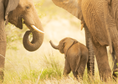 An elephant family standing together.