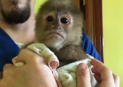 A man carrying a baby monkey wrapped in a towel.