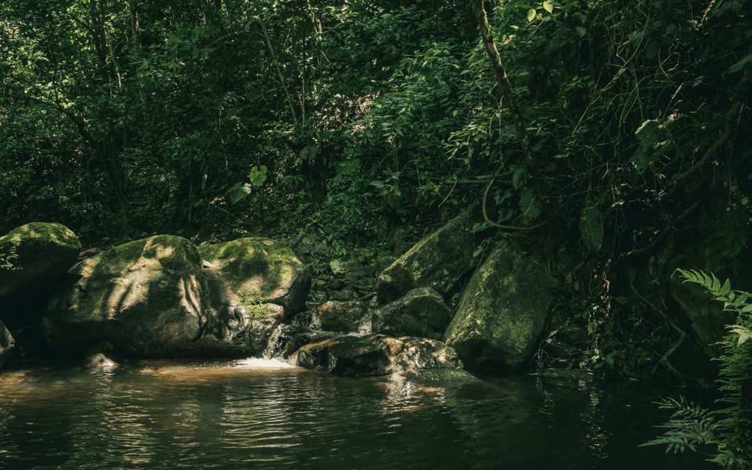 Featured Participant Story: Carly in Ecuador